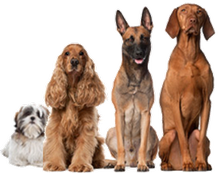 Slægtsforskning Ordliste Menagerry Hundevirus har ramt Danmark - Centrum Dyreklinik Ringsted Dyrlæge Peter  Vange